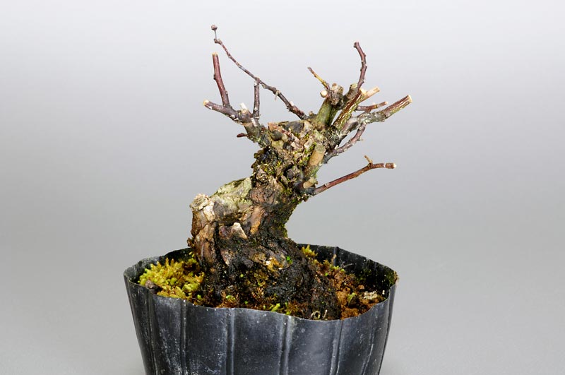 クマヤナギ-H1-1（くまやなぎ・熊柳）実もの盆栽の販売と育て方・作り方・Berchemia racemosa bonsai