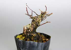 ミニ盆栽・クマヤナギ-H1（くまやなぎ・熊柳）実もの盆栽の成長記録-1・Berchemia racemosa bonsai