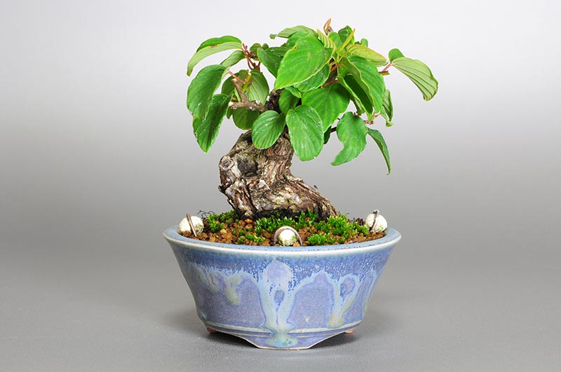 クマヤナギ-H1（くまやなぎ・熊柳）実もの盆栽の販売と育て方・作り方・Berchemia racemosa bonsai