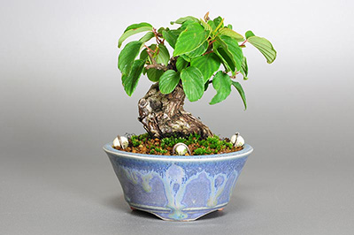 クマヤナギ-H1（くまやなぎ・熊柳）盆栽の樹作りの参考樹形・Berchemia racemosa Best bonsai