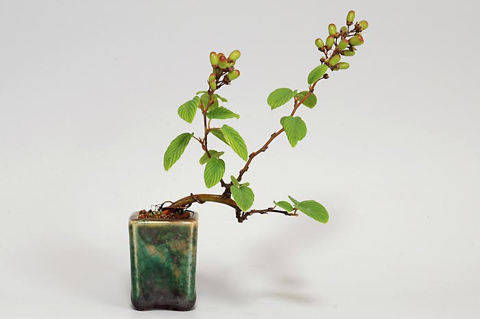 クマヤナギI（くまやなぎ・熊柳）実もの盆栽の販売と育て方・作り方・Berchemia racemosa bonsai