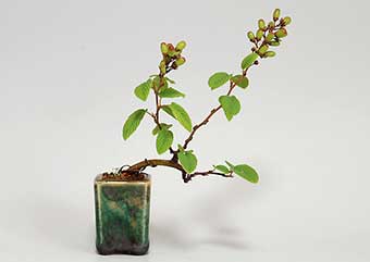 クマヤナギ-I（くまやなぎ・熊柳）盆栽の樹作りの参考樹形・Berchemia racemosa Best bonsai