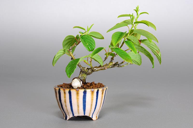 クマヤナギ-K1-1（くまやなぎ・熊柳）実もの盆栽を裏側から見た景色・Berchemia racemosa bonsai