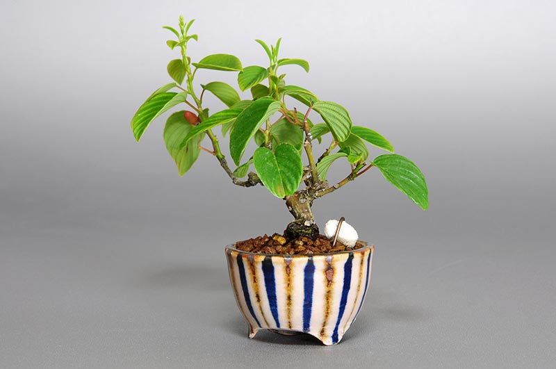 クマヤナギ-K1-1（くまやなぎ・熊柳）実もの盆栽を右側から見た景色・Berchemia racemosa bonsai