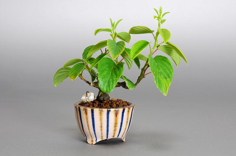 クマヤナギ-K1-1（くまやなぎ・熊柳）実もの盆栽を左側から見た景色・Berchemia racemosa bonsai