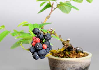 クマヤナギ（くまやなぎ・熊柳）盆栽の実・Berchemia racemosa Best bonsai