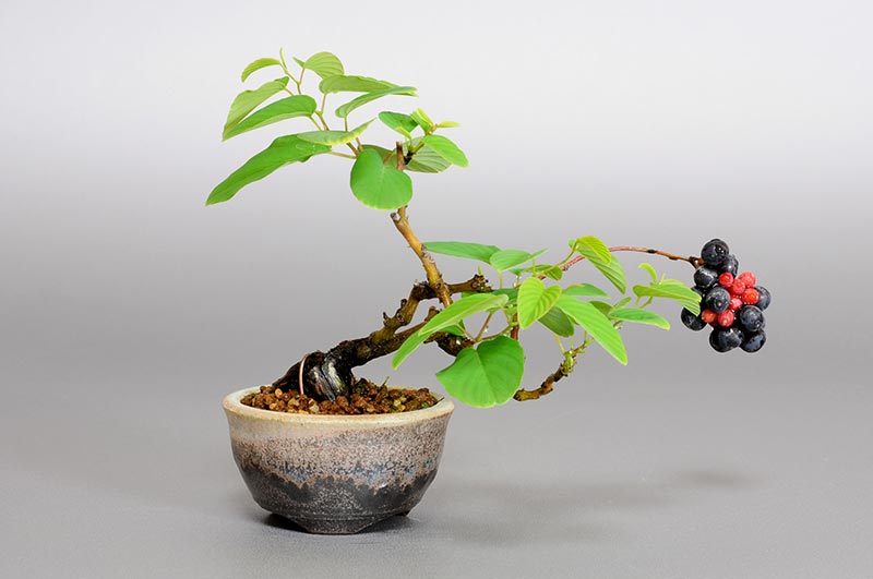 クマヤナギ-L1（くまやなぎ・熊柳）実もの盆栽の販売と育て方・作り方・Berchemia racemosa bonsai