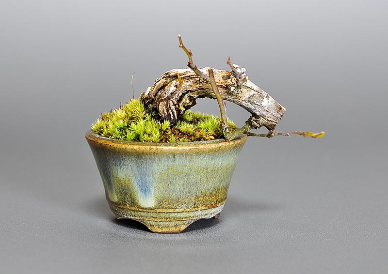 クマヤナギ-X1(くまやなぎ・熊柳)熊柳の販売と育て方・作り方・Berchemia racemosa bonsai