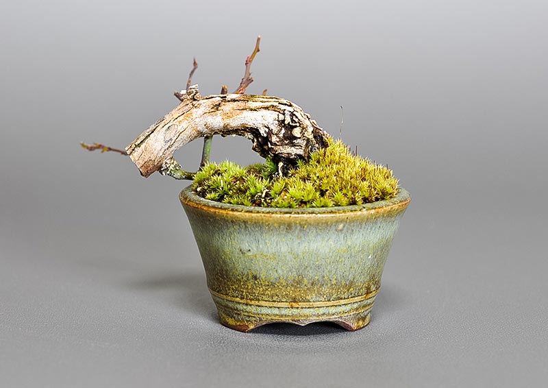クマヤナギ-X1(くまやなぎ・熊柳)熊柳を裏側から見た景色・Berchemia racemosa bonsai