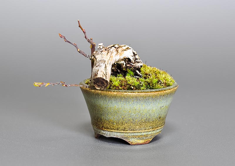 クマヤナギ-X1（くまやなぎ・熊柳）熊柳を右側から見た景色・Berchemia racemosa bonsai