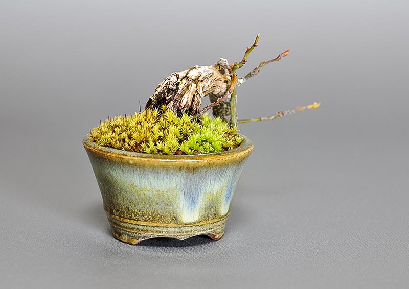 クマヤナギ-X1(くまやなぎ・熊柳)熊柳を左側から見た景色・Berchemia racemosa bonsai