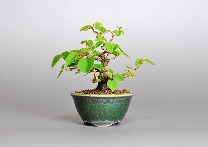 クマヤナギ-Y1（くまやなぎ・熊柳）実もの盆栽の販売と育て方・作り方・Berchemia racemosa bonsai