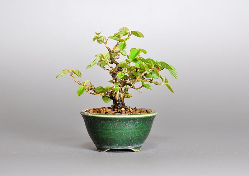 プチ盆栽・クマヤナギ-Y1（くまやなぎ・熊柳）実もの盆栽を裏側から見た景色・Berchemia racemosa bonsai