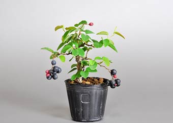 クマヤナギ-Z1（熊柳盆栽）Berchemia racemosa bonsai・ミニ盆栽素材の販売、盆栽素材通販店｜Bonsai Material Shop