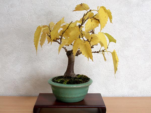 クワA（くわ・桑）実もの盆栽の販売と育て方・作り方・Morus bombycis bonsai