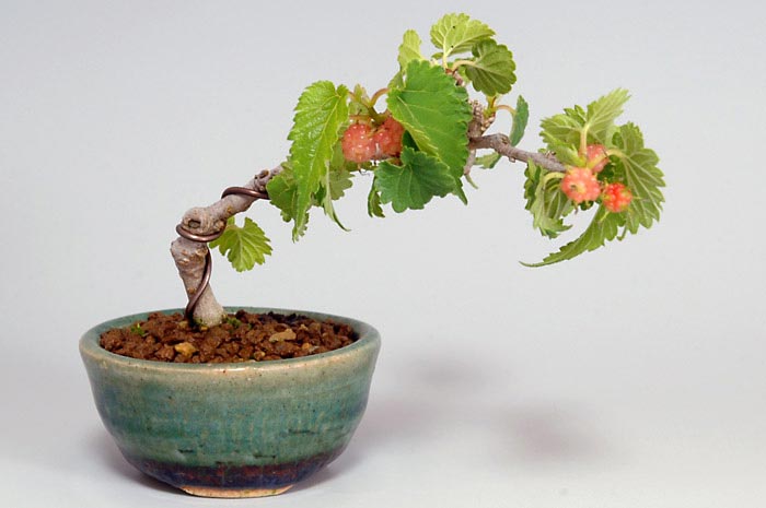 クワC（くわ・桑）実もの盆栽の販売と育て方・作り方・Morus bombycis bonsai