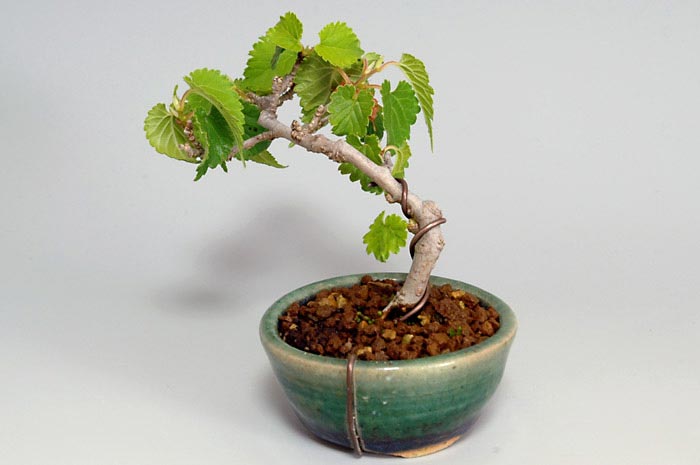 盆栽・クワC（くわ・桑）実もの盆栽を裏側から見た景色・Morus bombycis bonsai