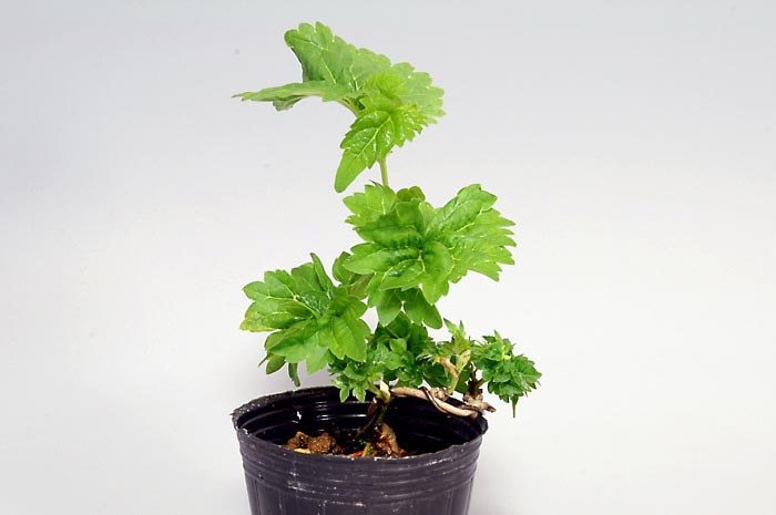 クワE（くわ・桑）実もの盆栽の販売と育て方・作り方・Morus bombycis bonsai
