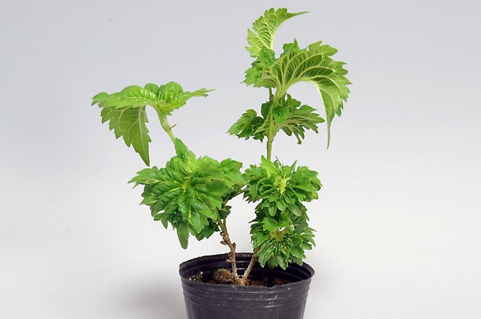 クワF（くわ・桑）実もの盆栽の販売と育て方・作り方・Morus bombycis bonsai