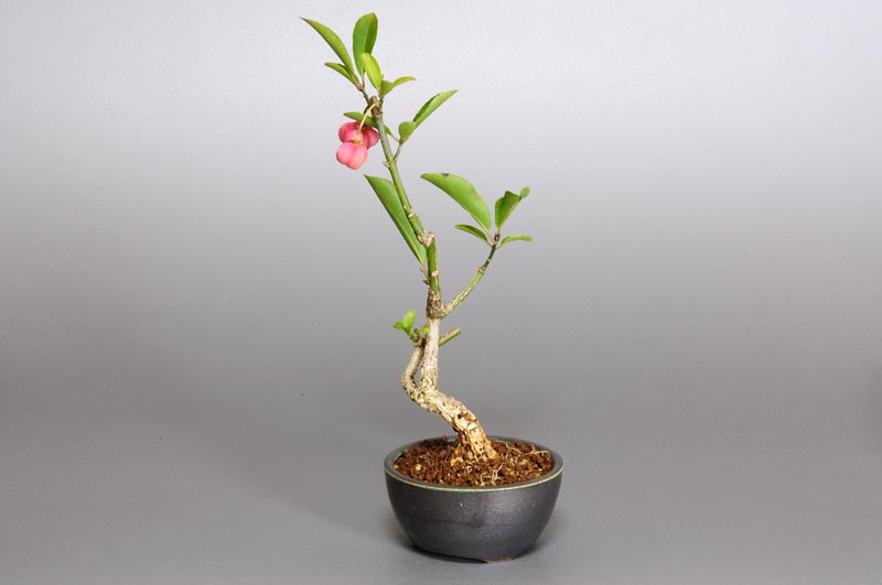 マユミ-C1（まゆみ・真弓）実もの盆栽を右側から見た景色・Euonymus hamiltonianus bonsai