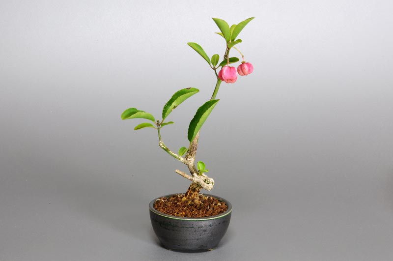 マユミ-C1（まゆみ・真弓）実もの盆栽を左側から見た景色・Euonymus hamiltonianus bonsai