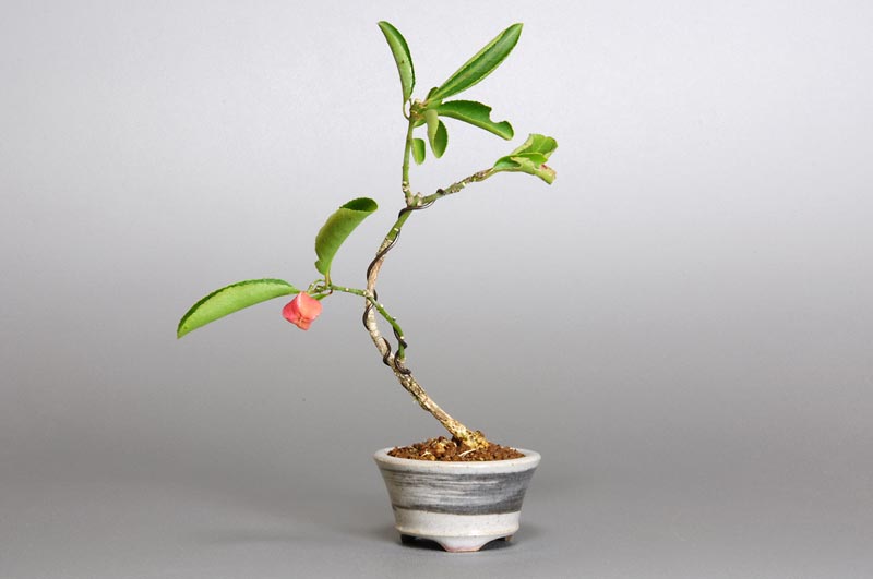 マユミ-D1（まゆみ・真弓）実もの盆栽の販売と育て方・作り方・Euonymus hamiltonianus bonsai