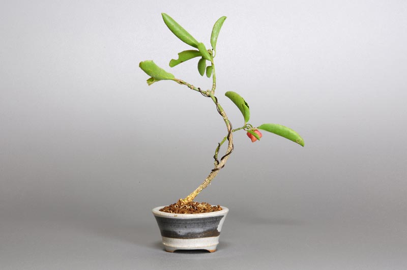 マユミ-D1（まゆみ・真弓）実もの盆栽を裏側から見た景色・Euonymus hamiltonianus bonsai