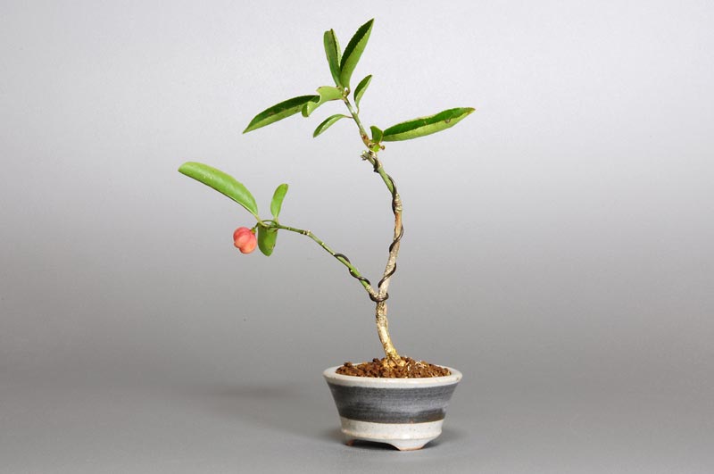 マユミ-D1（まゆみ・真弓）実もの盆栽を右側から見た景色・Euonymus hamiltonianus bonsai