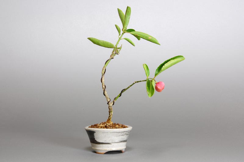 マユミ-D1（まゆみ・真弓）実もの盆栽を左側から見た景色・Euonymus hamiltonianus bonsai