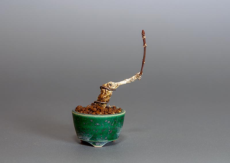 マユミ-E1（まゆみ・真弓）実もの盆栽の販売と育て方・作り方・Euonymus hamiltonianus bonsai