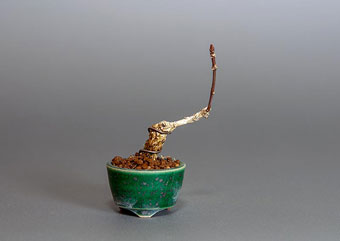 マユミ-E1（まゆみ・真弓）盆栽の樹作りの参考樹形・Euonymus hamiltonianus Best bonsai