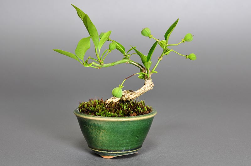 マユミ-H1（まゆみ・真弓）実もの盆栽の販売と育て方・作り方・Euonymus hamiltonianus bonsai