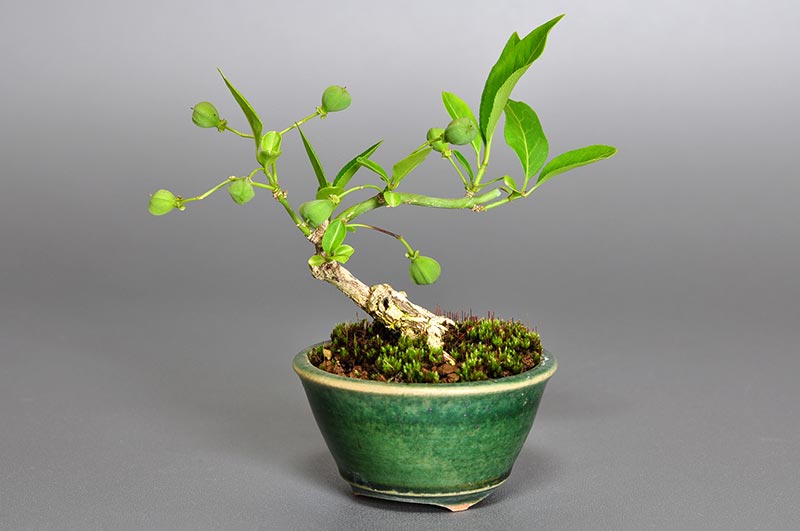 マユミ-H1（まゆみ・真弓）実もの盆栽を裏側から見た景色・Euonymus hamiltonianus bonsai