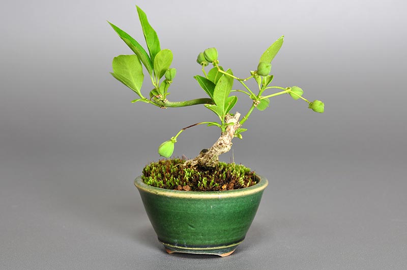 マユミ-H1（まゆみ・真弓）実もの盆栽を右側から見た景色・Euonymus hamiltonianus bonsai