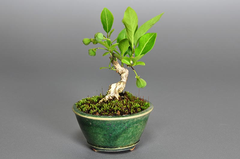 マユミ-H1（まゆみ・真弓）実もの盆栽を左側から見た景色・Euonymus hamiltonianus bonsai