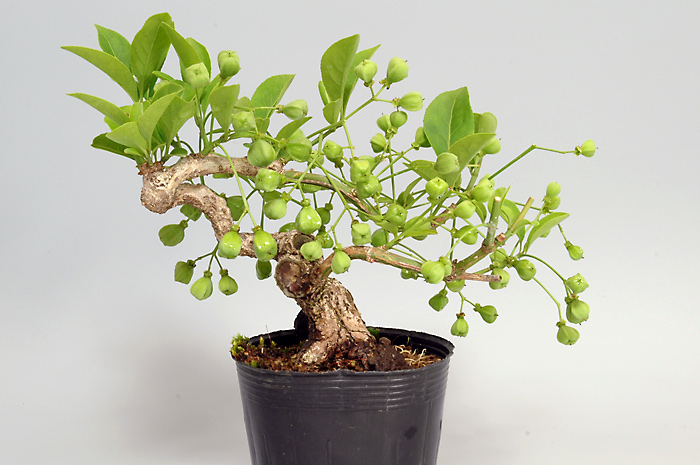 マユミ-J（まゆみ・真弓）実もの盆栽の販売と育て方・作り方・Euonymus hamiltonianus bonsai