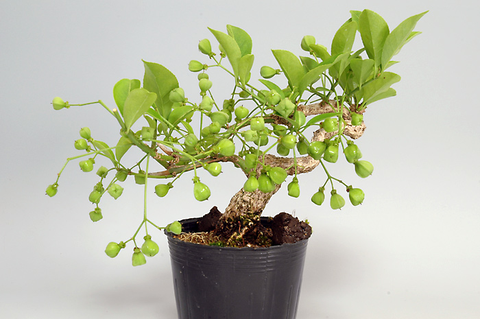 マユミ-J（まゆみ・真弓）実もの盆栽を裏側から見た景色・Euonymus hamiltonianus bonsai