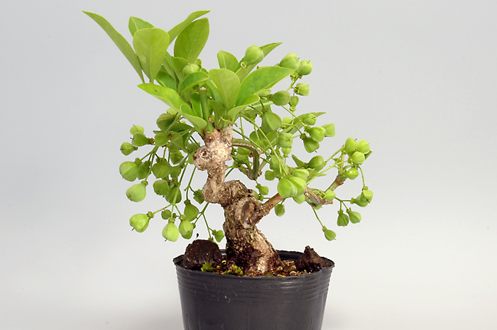 マユミ-J（まゆみ・真弓）実もの盆栽を左側から見た景色・Euonymus hamiltonianus bonsai