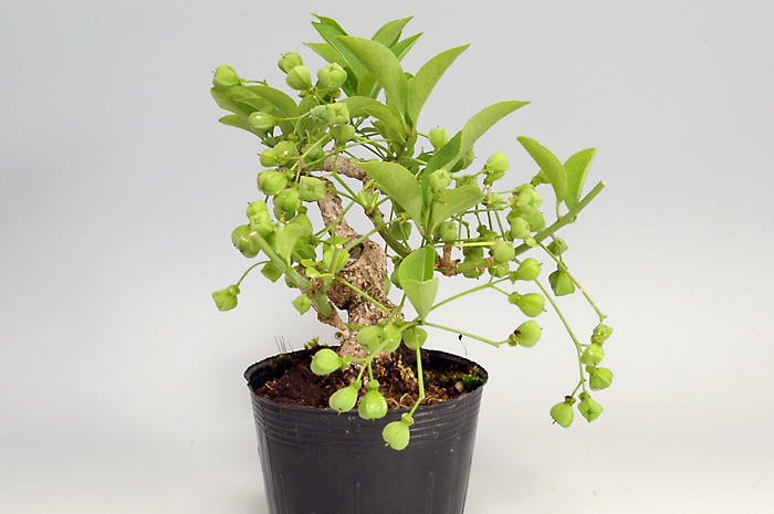 マユミ-J（まゆみ・真弓）実もの盆栽を右側から見た景色・Euonymus hamiltonianus bonsai