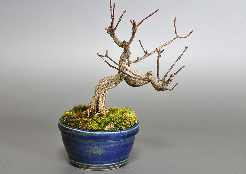 マユミ-J1-1（まゆみ・真弓）荒皮性、実もの盆栽の販売と育て方・作り方・Euonymus hamiltonianus bonsai
