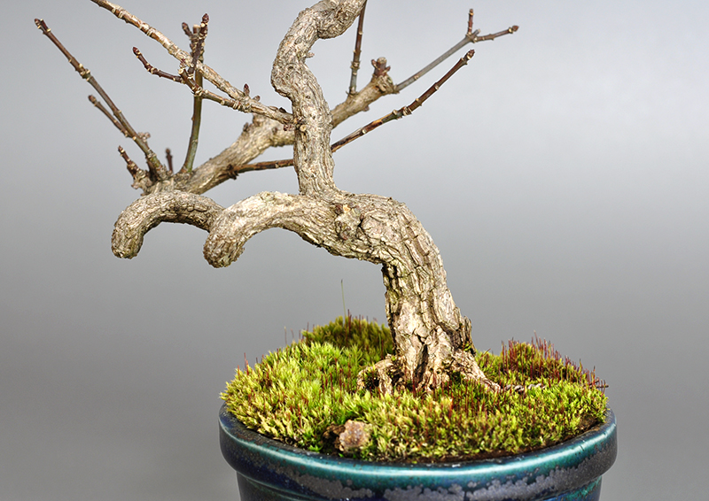 ミニ盆栽・マユミ-J1-1（まゆみ・真弓）荒皮性、実もの盆栽を裏側から見た景色・Euonymus hamiltonianus bonsai