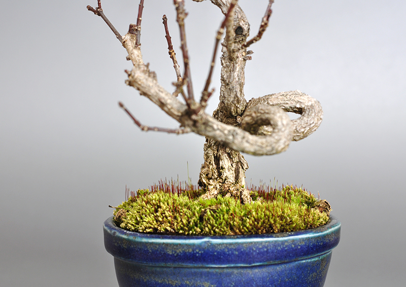 ミニ盆栽・マユミ-J1-1（まゆみ・真弓）荒皮性、実もの盆栽を右側から見た景色・Euonymus hamiltonianus bonsai