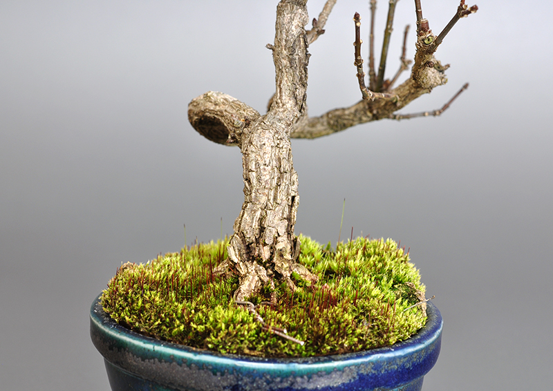 ミニ盆栽・マユミ-J1-1（まゆみ・真弓）荒皮性、実もの盆栽を左側から見た景色・Euonymus hamiltonianus bonsai