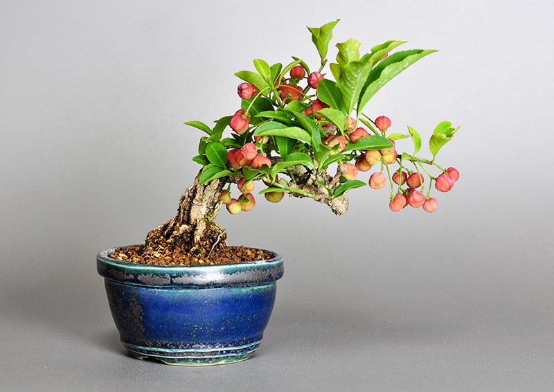 マユミ-J1（まゆみ・真弓）荒皮性、実もの盆栽の販売と育て方・作り方・Euonymus hamiltonianus bonsai