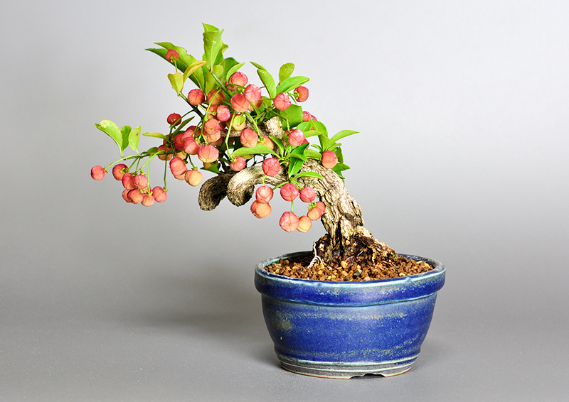 ミニ盆栽・マユミ-J1（まゆみ・真弓）荒皮性、実もの盆栽を裏側から見た景色・Euonymus hamiltonianus bonsai