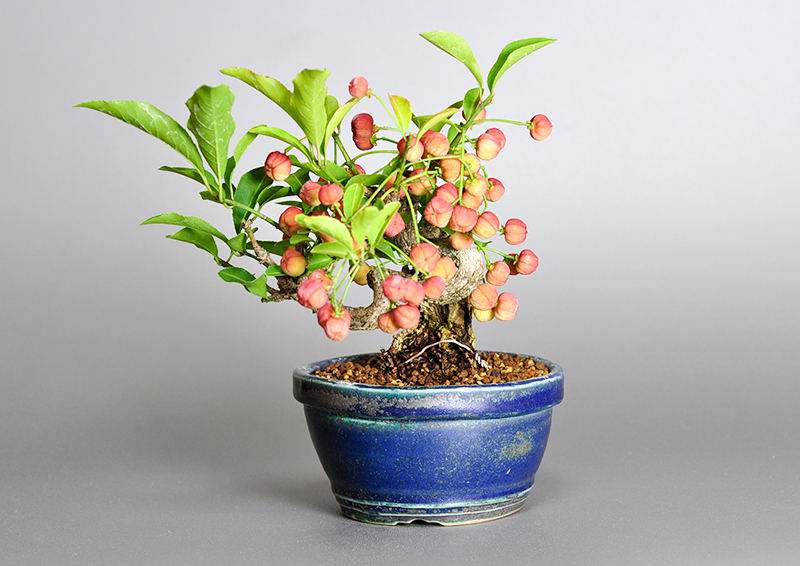 ミニ盆栽・マユミ-J1（まゆみ・真弓）荒皮性、実もの盆栽を右側から見た景色・Euonymus hamiltonianus bonsai