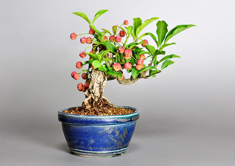 ミニ盆栽・マユミ-J1（まゆみ・真弓）荒皮性、実もの盆栽を左側から見た景色・Euonymus hamiltonianus bonsai