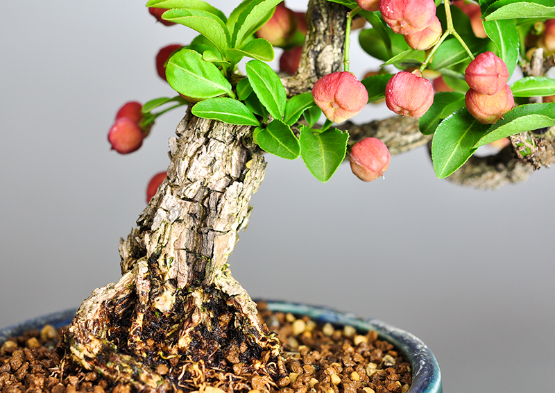 ミニ盆栽・マユミ-J1（まゆみ・真弓）荒皮性、実もの盆栽を拡大して見た景色・Euonymus hamiltonianus bonsai