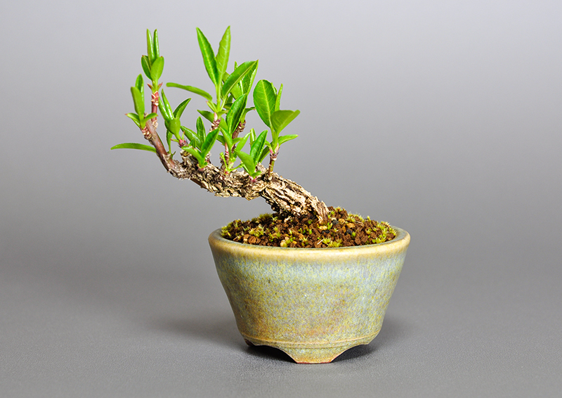 マユミ-M1（まゆみ・真弓）荒皮性、実もの盆栽の販売と育て方・作り方・Euonymus hamiltonianus bonsai