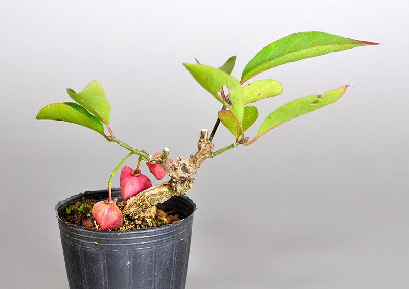 マユミ-N1（まゆみ・真弓）実もの盆栽を裏側から見た景色・Euonymus hamiltonianus bonsai